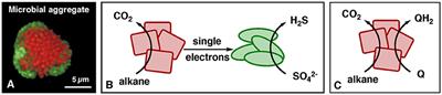 Microbial Interconversion of Alkanes to Electricity